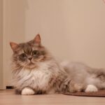 Nana Asakawa Instagram – 我が家のなんばーわんアイドル
ぽるんさん本日4歳になりました🐱
たくさんの幸せをありがとう
世界でいちばん愛してるよー🥰