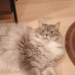 Nana Asakawa Instagram – 我が家のなんばーわんアイドル
ぽるんさん本日4歳になりました🐱
たくさんの幸せをありがとう
世界でいちばん愛してるよー🥰
