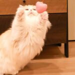 Nana Asakawa Instagram – 本日みるくさん3歳になりました🐱
@porumilk_neko
