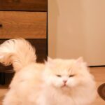 Nana Asakawa Instagram – 本日みるくさん3歳になりました🐱
@porumilk_neko