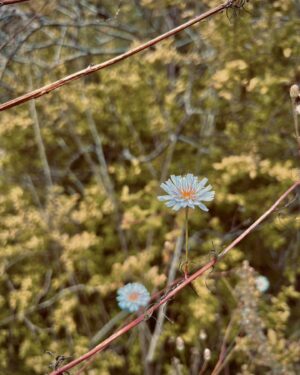 Nanda Ziegler Instagram - Amid so many flowers I found you, and your beauty bloomed in my heart. 
🌼🌼🌻🌼🌼