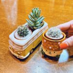 Nao Toyama Instagram – かわいいサボテン買っちゃった🌵✨
実は小学生の頃からサボテンが大好きで……(笑)
なんでも好き!っていうことではないのだけど、
この子だ!と胸ときめくさぼちゃんをお迎えしています😚
器もさぼちゃんそのものも可愛すぎて一目惚れでした!
きゅんです。。。