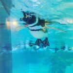 Nao Toyama Instagram – つい先日、

すみだ水族館さんにて

久々のペン活をしてきました！🐧✨

うふふふ～、

マゼランペンギンちゃん～、

カメラに近寄ってきてくれてやさしい子だね～可愛いね～(〃´ω`〃)

来週月曜日のリリイベは、東武動物公園さんなので、

今度はフンボルトペンギンちゃんに会えます🙌💕

お仕事に行きながら、ペン活もできる………

なんて最高なんだ……ッ！！

当日は暑くなりそうなので、

遊びに来てくださるかたは、
水分補給しっかりしてくださいね！