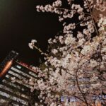 Nao Toyama Instagram – こんばんは~!
お仕事の帰り道にちょこっと夜桜見られたよ~🌸
ふわふわたくさん咲いててきれいだなぁ~