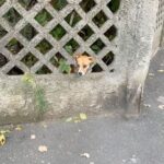 Naomi J. Ogawa Instagram - Some photos from Romania I randomly found! (And that time Johnna and I got barked at 😭)