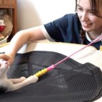 Naomi Trauden Instagram - 動物ベイビーのロケ☺︎ ミルクボランティアという、保護された生後まもない子猫たちにミルクをあげたり体重をはかったり、すんでのところで救われた命を守り育てていらっしゃる方にお話を聞きました。 子猫たちは本当にデリケートで、数グラムの体重の変化でも体調が悪化してしまったりと、ミルクボランティアさんは夜中でも2〜3時間ごとに起きて様子を見たりミルクをあげたりと、実はとても大変なお仕事なのです。 はじめは可愛い子猫たちのお世話なんていいなぁ！と思っていましたが、お話を伺ううちにとても大変で命の責任の伴う大切な役割であることを理解しました。 2枚目の写真は生後1〜2週間ほどのまだ産まれたての小さい子。あまりにも小さくてふにゃふにゃで、抱っこするのも緊張して腰が引けちゃいました笑 大切に大切に育てられた子猫たちは2〜3ヶ月もたつと元気に走り回って遊んで、その後里親さんと巡り会い新しい家族と過ごすのだそう。 先住猫さんがいる場合もあることから、ミルクボランティアさんのお家で仲間たちと過ごす時間が社会性を育むのに大事なんだとか。 そんなお話を聞きながら、足元に寄ってくる子猫たちと触れ合うのはとても尊い時間でした〜。 優しい気持ちになれるロケになりました☺️ ロケ衣装 @musinsa_japan