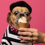 Natacha Karam Instagram - Apparently it’s national dog day so I absolutely had to share this amazing shoot @misscleopatradog did with the lovely @dianalundinphotography . Such a great, if you’re in LA I highly recommend shooting your pets with her 🥹🥹 I adore these pics and I adore my wittle chonky monkey Bebe 💕💕