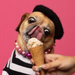 Natacha Karam Instagram - Apparently it’s national dog day so I absolutely had to share this amazing shoot @misscleopatradog did with the lovely @dianalundinphotography . Such a great, if you’re in LA I highly recommend shooting your pets with her 🥹🥹 I adore these pics and I adore my wittle chonky monkey Bebe 💕💕