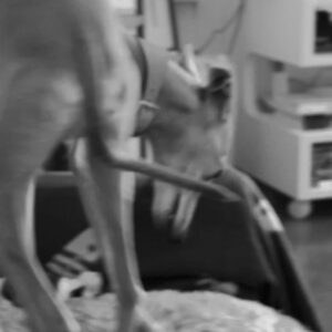 Natalia de Molina Instagram - Mi tigre, mi lince, mi niño, mi rey, mi mafi… mi todo…
Aprender a dejarte ir ha sido lo más difícil que he hecho en mi vida, ni si quiera sé si lo he conseguido…
Cualquiera que te haya conocido sabe lo jodidamente especial que eres. Cualquiera que me conozca sabe lo que significas para mi. 
Hemos vivido toda nuestra independencia juntos. 
Te quiero, te quiero infinito y este vacío no lo va a llenar nadie. Se queda conmigo. Aquí. Y es nuestro.
💔