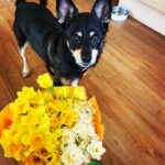 Natalia Tena Instagram – EASTER DOG
