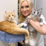 Nataliya Gulkina Instagram - Многие просят почаще выставлять моих котиков, и я действительно давно этого не делала, так что всем воскресный привет от нашего дружного и счастливого детского сада🚸🚸🚸👦🏼👧🏼👨‍👨‍👧‍👧👨‍👨‍👧‍👧🧒👶🏼🌞🌞🩷🩷🩷🩷🩷🩷🩷🩷🩷🩷🩷🩷🩷🩷 #котынаталиигулькиной