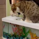 Nataliya Gulkina Instagram - Улыбнитесь друзья☺️😁 Всем хорошего воскресного дня 🌷☀️😻🐠🐟🐡 #котынаталиигулькиной