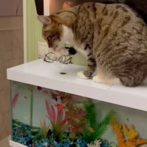 Nataliya Gulkina Instagram - Улыбнитесь друзья☺️😁
Всем хорошего воскресного дня 
🌷☀️😻🐠🐟🐡
#котынаталиигулькиной