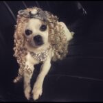 Natasha Leggero Instagram – Thank you to Chihuahua/actress mayor cutie for blessing us with her presence all these years.  When we found you in an alley and took you to the groomers to see if we could clean you up and try to find you a home the groomer said “they find YOU honey”. I’m iso glad we kept you &  I was able to be with you on your journey to stardom and thank you for always letting me put wigs and hats on you and for always knowing your lines. When I had a baby I used to pray that I would love it as much as I loved you.  You are worth having to resurface my hard wood floors due to senior incontinence it was just so hard to put you down because you never lost your looks 💖