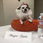 Natasha Leggero Instagram – Thank you to Chihuahua/actress mayor cutie for blessing us with her presence all these years.  When we found you in an alley and took you to the groomers to see if we could clean you up and try to find you a home the groomer said “they find YOU honey”. I’m iso glad we kept you &  I was able to be with you on your journey to stardom and thank you for always letting me put wigs and hats on you and for always knowing your lines. When I had a baby I used to pray that I would love it as much as I loved you.  You are worth having to resurface my hard wood floors due to senior incontinence it was just so hard to put you down because you never lost your looks 💖