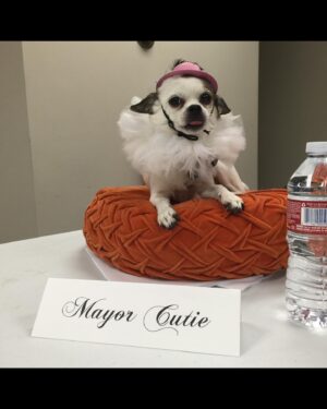 Natasha Leggero Instagram - Thank you to Chihuahua/actress mayor cutie for blessing us with her presence all these years.  When we found you in an alley and took you to the groomers to see if we could clean you up and try to find you a home the groomer said “they find YOU honey”. I’m iso glad we kept you &  I was able to be with you on your journey to stardom and thank you for always letting me put wigs and hats on you and for always knowing your lines. When I had a baby I used to pray that I would love it as much as I loved you.  You are worth having to resurface my hard wood floors due to senior incontinence it was just so hard to put you down because you never lost your looks 💖