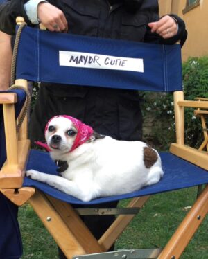 Natasha Leggero Instagram - Thank you to Chihuahua/actress mayor cutie for blessing us with her presence all these years.  When we found you in an alley and took you to the groomers to see if we could clean you up and try to find you a home the groomer said “they find YOU honey”. I’m iso glad we kept you &  I was able to be with you on your journey to stardom and thank you for always letting me put wigs and hats on you and for always knowing your lines. When I had a baby I used to pray that I would love it as much as I loved you.  You are worth having to resurface my hard wood floors due to senior incontinence it was just so hard to put you down because you never lost your looks 💖