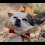 Natasha Leggero Instagram – Thank you to Chihuahua/actress mayor cutie for blessing us with her presence all these years.  When we found you in an alley and took you to the groomers to see if we could clean you up and try to find you a home the groomer said “they find YOU honey”. I’m iso glad we kept you &  I was able to be with you on your journey to stardom and thank you for always letting me put wigs and hats on you and for always knowing your lines. When I had a baby I used to pray that I would love it as much as I loved you.  You are worth having to resurface my hard wood floors due to senior incontinence it was just so hard to put you down because you never lost your looks 💖