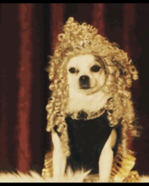 Natasha Leggero Instagram - Thank you to Chihuahua/actress mayor cutie for blessing us with her presence all these years.  When we found you in an alley and took you to the groomers to see if we could clean you up and try to find you a home the groomer said “they find YOU honey”. I’m iso glad we kept you &  I was able to be with you on your journey to stardom and thank you for always letting me put wigs and hats on you and for always knowing your lines. When I had a baby I used to pray that I would love it as much as I loved you.  You are worth having to resurface my hard wood floors due to senior incontinence it was just so hard to put you down because you never lost your looks 💖