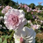 Natsumi Okamoto Instagram - 年々好きになる、お花 おやすみ？