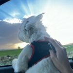 Nazlı Pınar Kaya Instagram - What ı saw this month📷🗺️