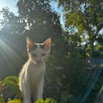 Nazlı Senem Ünal Instagram - 👩🏻‍🦰🐈