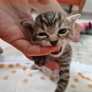 Neda Spasova Instagram - Спас даден, Спас приет! ❤️ 😺
Малко са хората като Калин, които ще дойдат от Враца до София (в момента до Враца се стига за около два часа, поради дългогодишни ремонти, а дано най-после има нормален път) да приберат едно улично коте, когато вече вкъщи имат персийка с родословие. 
Спас се озова под терасата ни преди две седмици, изоставен от майка си. Тя си взе другите котета и него го остави. Прибрахме го, заведохме го на ветеринар и се грижехме за него, докато Калин дойде да го вземе. Историята на Спас е с нещо като хепи енд. На много други като него - не е...
Ще ми се да има някаква истинска държавна политика по отношение на бездомничетата, а не само няколко общински приюта с ограничен капацитет и възможности и няколко частни фондации и сдружения, които изнемогват, поради недостиг на средства. Членувам в десетки групи за бездомничета. Следвам няколко страници на частни организации за животни. Ежедневни десетки публикации за кучета и котки, търсещи си дом. За кучета и котки в окаяно състояние, поради човешка "намеса". За изоставени, изхвърлени, бити, малтретирани... Ще си кажете: "Тая нормална ли е? То за хората няма кой да се грижи, пък за животните!" И ще сте ужасно прави... 
Ще ми се да вярвам, че след толкова много избори, протести, служебни правителства - ще има положителна промяна, а не просто "разделяне на питата" и всички там "горе" да сити, а пък народът е свикнал и ще си търпи... 
За Калин ми беше постът - благодаря ти, Калине, че се погрижи за тази малка топчица любов! ❤️ На третата снимка Спас е вече в новия си дом с по-големия си брат Мишо, който издебнал Калин, докато го няма и се изтропал в тоалетната на Спас. 😂 А следващите снимки проследяват пътя на Спас при мен.
.
.
.
#cat #cats #catlovers #kitty #kitten #babycat #lovecats #cute #pet #animal