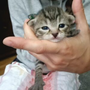 Neda Spasova Instagram - Спас даден, Спас приет! ❤️ 😺
Малко са хората като Калин, които ще дойдат от Враца до София (в момента до Враца се стига за около два часа, поради дългогодишни ремонти, а дано най-после има нормален път) да приберат едно улично коте, когато вече вкъщи имат персийка с родословие. 
Спас се озова под терасата ни преди две седмици, изоставен от майка си. Тя си взе другите котета и него го остави. Прибрахме го, заведохме го на ветеринар и се грижехме за него, докато Калин дойде да го вземе. Историята на Спас е с нещо като хепи енд. На много други като него - не е...
Ще ми се да има някаква истинска държавна политика по отношение на бездомничетата, а не само няколко общински приюта с ограничен капацитет и възможности и няколко частни фондации и сдружения, които изнемогват, поради недостиг на средства. Членувам в десетки групи за бездомничета. Следвам няколко страници на частни организации за животни. Ежедневни десетки публикации за кучета и котки, търсещи си дом. За кучета и котки в окаяно състояние, поради човешка "намеса". За изоставени, изхвърлени, бити, малтретирани... Ще си кажете: "Тая нормална ли е? То за хората няма кой да се грижи, пък за животните!" И ще сте ужасно прави... 
Ще ми се да вярвам, че след толкова много избори, протести, служебни правителства - ще има положителна промяна, а не просто "разделяне на питата" и всички там "горе" да сити, а пък народът е свикнал и ще си търпи... 
За Калин ми беше постът - благодаря ти, Калине, че се погрижи за тази малка топчица любов! ❤️ На третата снимка Спас е вече в новия си дом с по-големия си брат Мишо, който издебнал Калин, докато го няма и се изтропал в тоалетната на Спас. 😂 А следващите снимки проследяват пътя на Спас при мен.
.
.
.
#cat #cats #catlovers #kitty #kitten #babycat #lovecats #cute #pet #animal