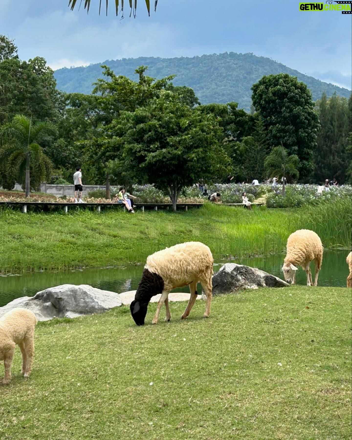 Neen Suwanamas - 3 Likes - 🐑 #tb h