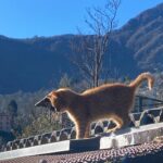 Neva Leoni Instagram - A Bergamo i cani portano il cappotto