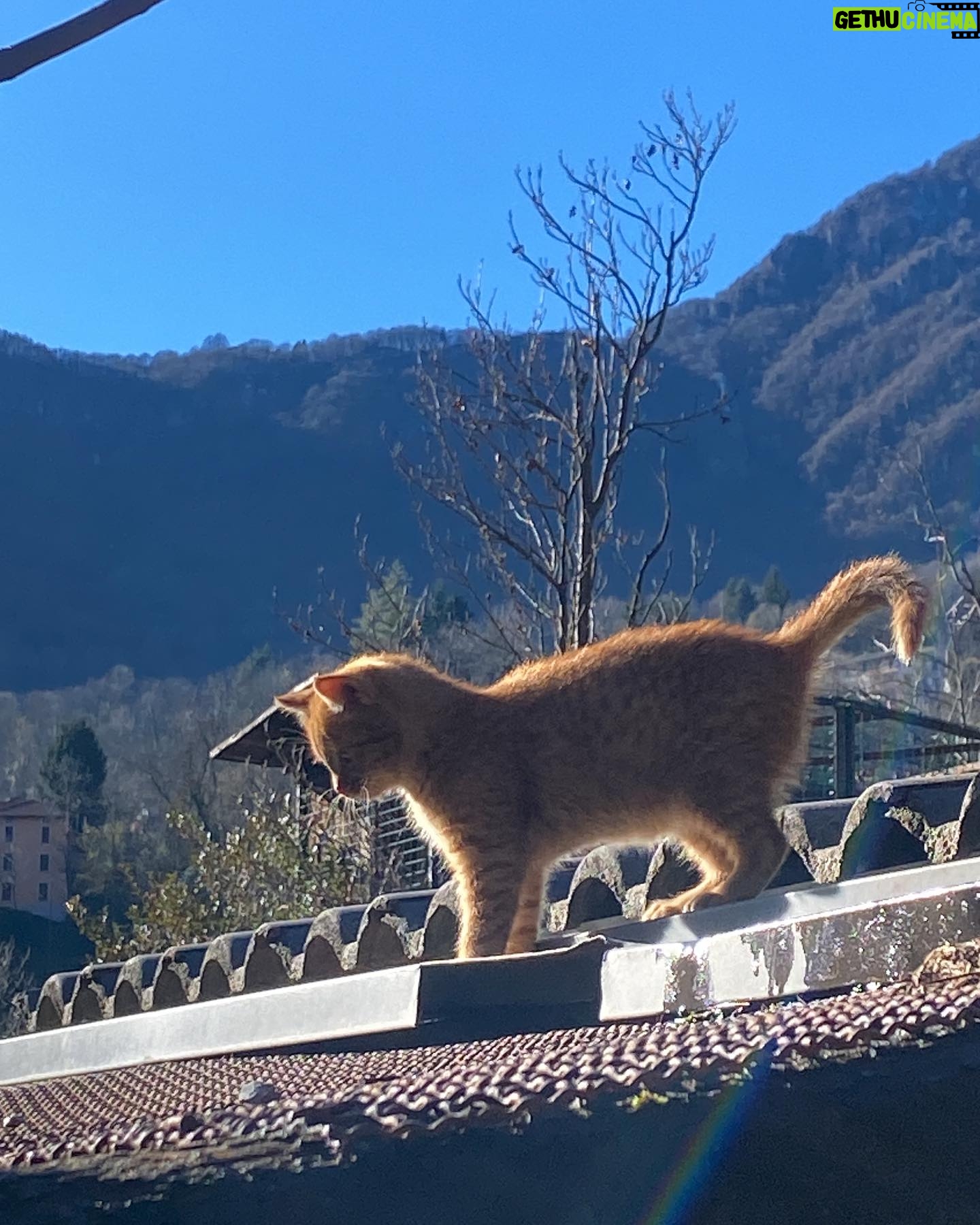 Neva Leoni Instagram - A Bergamo i cani portano il cappotto