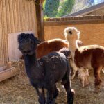 Neva Leoni Instagram - A Bergamo i cani portano il cappotto