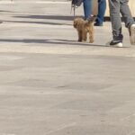 Neva Leoni Instagram - Di lavori belli con gente bella e cibo buono e cagnolini che riprendo di nascosto per farli vedere a mio marito. #ilpatriarca2