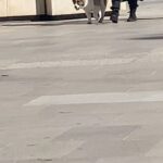 Neva Leoni Instagram - Di lavori belli con gente bella e cibo buono e cagnolini che riprendo di nascosto per farli vedere a mio marito. #ilpatriarca2