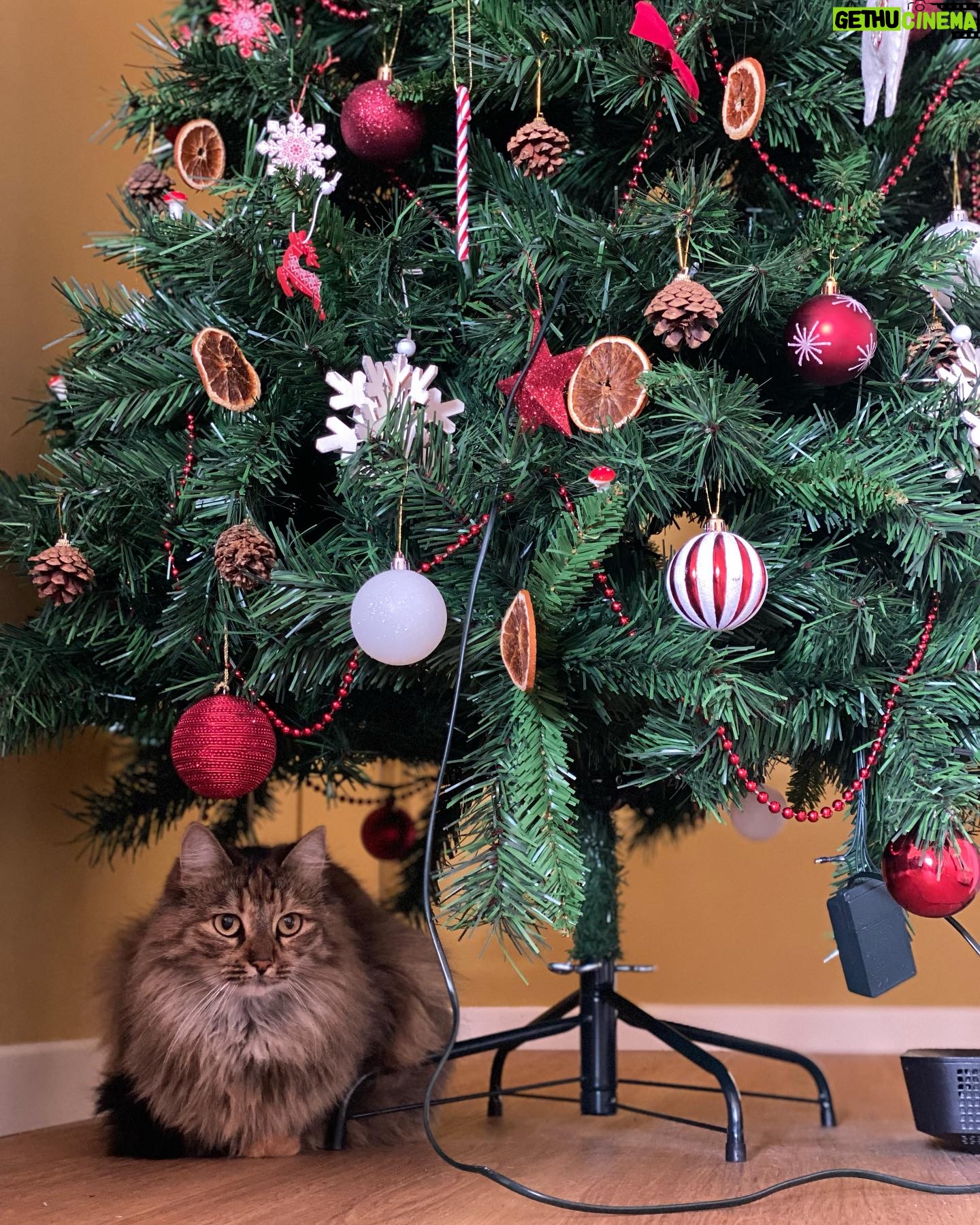 Neva Leoni Instagram - Momenti di un bellissimo ma affatto instagrammabile primo natale in casa nostra♥️🎄