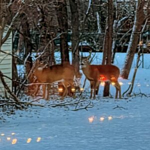 Nia Vardalos Instagram - Reindeers resting in our backyard. ❤️ Merry Christmas to all who celebrate! 🎅🏼 🎄 🎁 #winnipeg #canada #christmas #santa