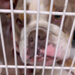 Nicky Whelan Instagram - When shit hits the fan, you guys truly rally I can’t thank you enough for helping us with this particular case. Rhea got the call that this guy had been left in a dumpster for dead … used as a bait dog he was covered in maggots and bleeding out. Rhea raced him to the wonderful crew at Mission veterinary clinic in Palmdale and with your donations we’ve been able to get this guy his surgery and a second chance at life. He will eventually need a home if anyone is interested, but your donations have helped him come this far. Thank you 🩷 I really love you guys so much …a huge team effort with a happy ending. @spiritofanimalsrescue #thankyou #rescuedog 🥹👍🏻🩷