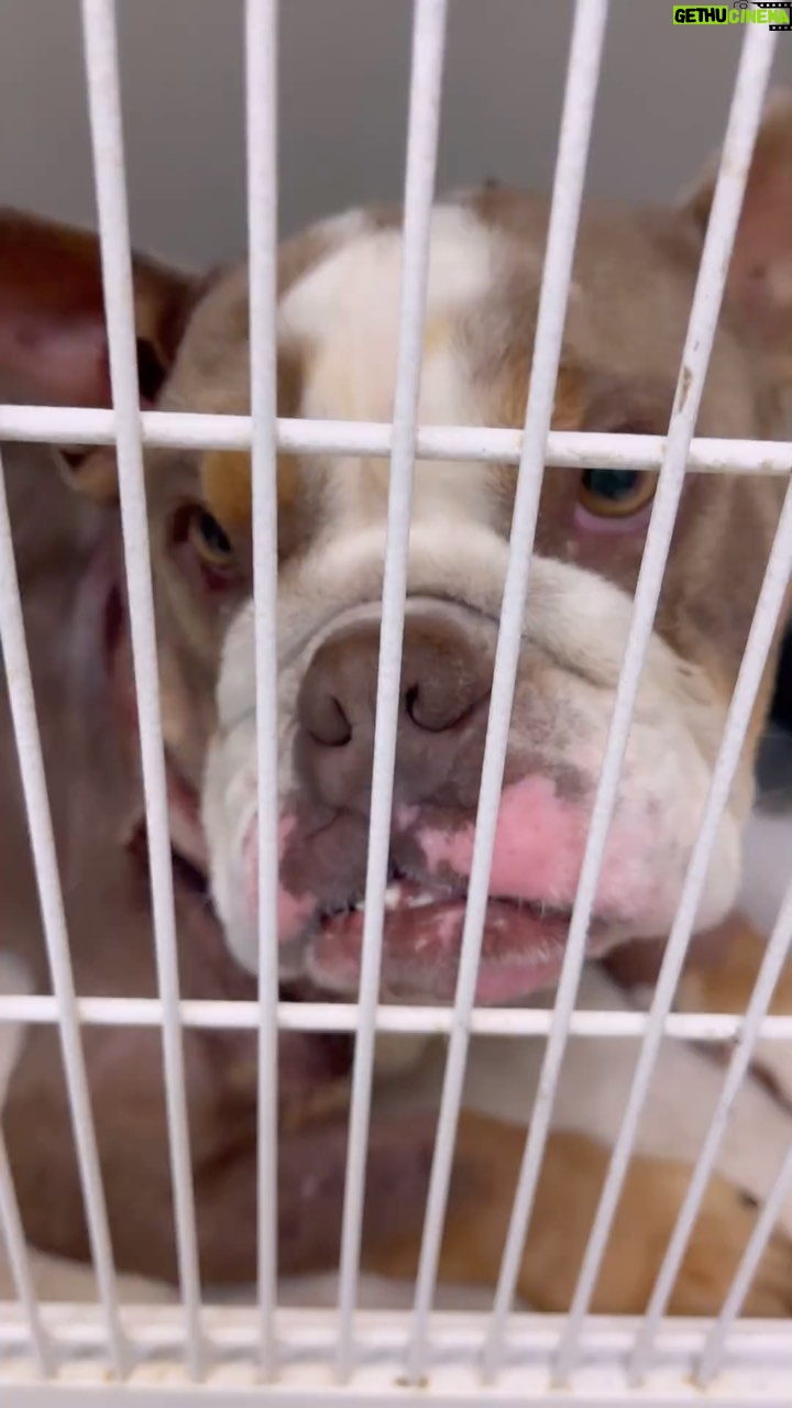 Nicky Whelan Instagram - When shit hits the fan, you guys truly rally I can’t thank you enough for helping us with this particular case. Rhea got the call that this guy had been left in a dumpster for dead … used as a bait dog he was covered in maggots and bleeding out. Rhea raced him to the wonderful crew at Mission veterinary clinic in Palmdale and with your donations we’ve been able to get this guy his surgery and a second chance at life. He will eventually need a home if anyone is interested, but your donations have helped him come this far. Thank you 🩷 I really love you guys so much …a huge team effort with a happy ending. @spiritofanimalsrescue #thankyou #rescuedog 🥹👍🏻🩷