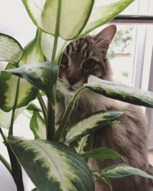 Nicole Gale Anderson Instagram - Jungle cat. 🐈 #catmom #houseplants #dumbcane #dieffenbachia