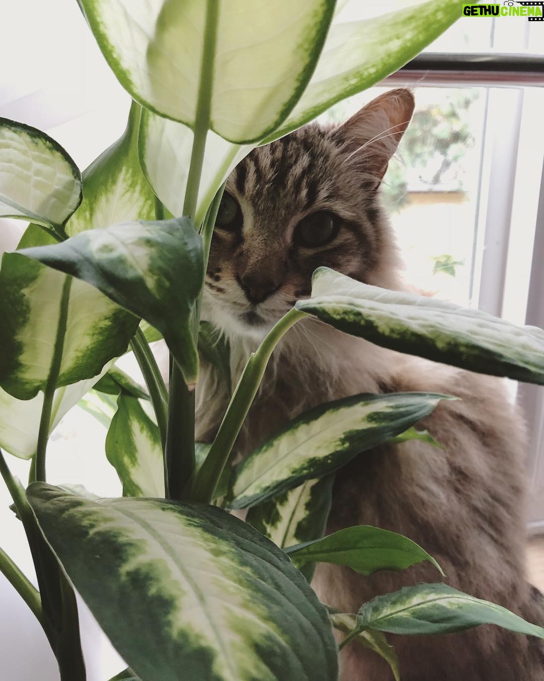 Nicole Gale Anderson - 1.8K Likes - Jungle cat. 🐈 #catmom #houseplants #dumbcane #dieffenbachia