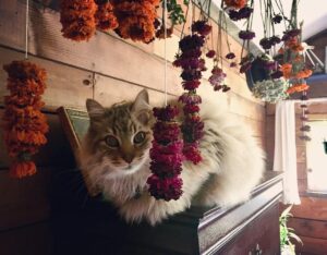 Nicole Gale Anderson Instagram - I call this one “Cat Amongst the Drying Flowers”. 😂