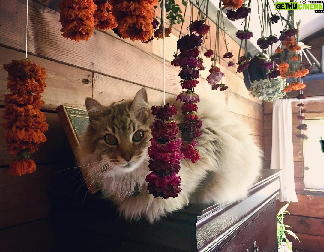 Nicole Gale Anderson - 1.6K Likes - I call this one “Cat Amongst the Drying Flowers”. 😂