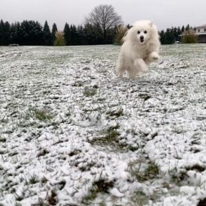 Nicole Gale Anderson Instagram - Fen enjoying his new farm dog life. 🐶 2020 is off to a very exciting start for us- Rob and I are converting this 40 acre Christmas tree farm to a diversified flower farm... AND expecting a baby girl in July! 🙈 I’m bubbling over with happiness. 💗 @inclayflowerco