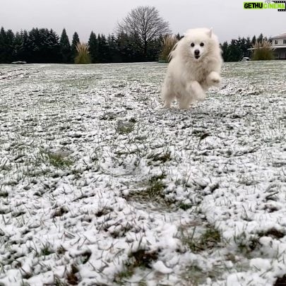 Nicole Gale Anderson - 1.7K Likes - Fen enjoying his new farm dog life. 🐶 2020 is off to a very exciting start for us- Rob and I are converting this 40 acre Christmas tree farm to a diversified flower farm... AND expecting a baby girl in July! 🙈 I’m bubbling over with happiness. 💗 @inclayflowerco
