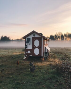 Nicole Gale Anderson Instagram - The chickens have been on a strike. Their automatic door closes at sunset, but they’ve been protesting to stay out longer since the days have been so short. Rob was able to negotiate a 20 minute extension, adjust the timer and now has them going in with the door again. Phew! But he spends those 20 minutes on high alert, staring out of our kitchen window making sure the resident coyote doesn’t come by for a snack. 😅 You win some, you lose some. #farmlife #freerange #freerangechickens