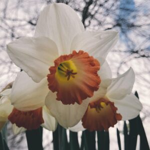 Nicole Gale Anderson Instagram - Lovely little signs of Spring. #stayhome #staysafe #stayhealthy #appreciatethelittlethings