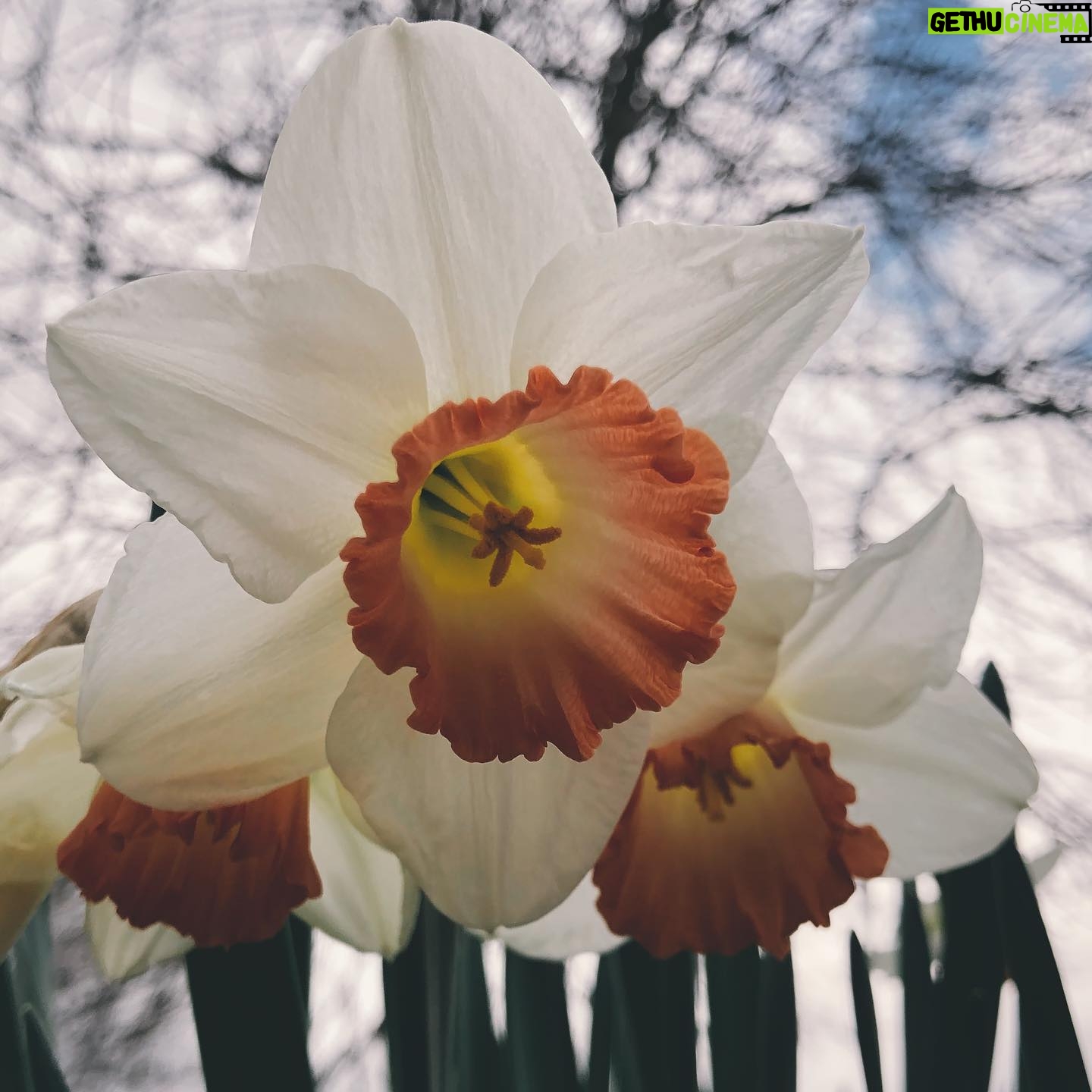 Nicole Gale Anderson - 1.2K Likes - Lovely little signs of Spring. #stayhome #staysafe #stayhealthy #appreciatethelittlethings