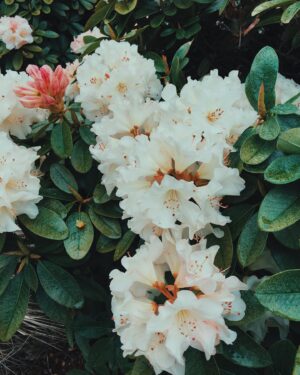 Nicole Gale Anderson Instagram - Rhododendron season ❤️ #livingwithseasons #findbeautyinnature #seasonalflowers #slowfloralstyle #slowliving #farmlife