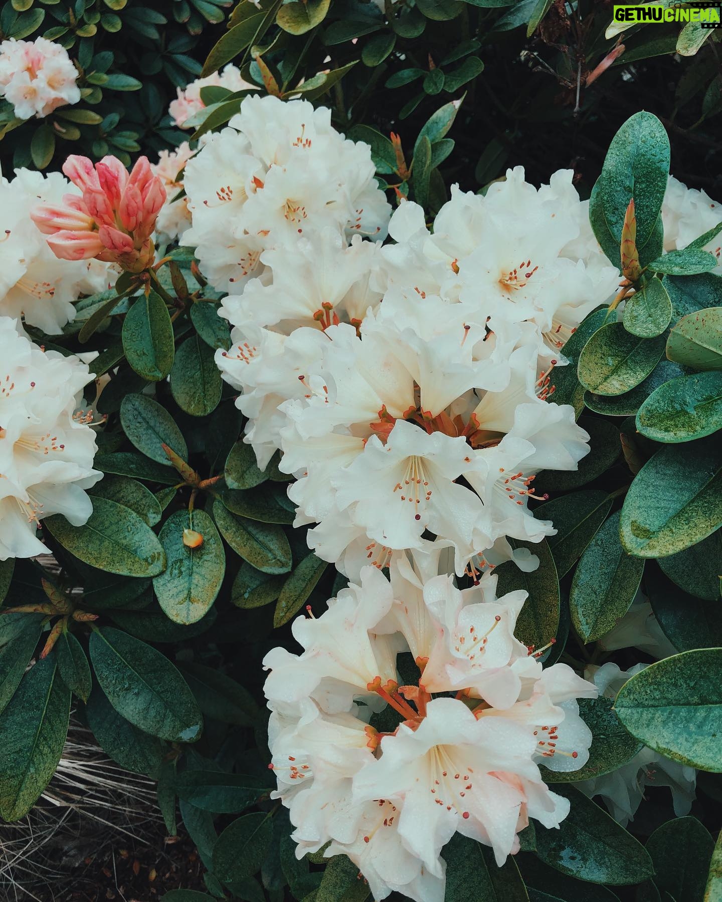 Nicole Gale Anderson - 1.2K Likes - Rhododendron season ❤️ #livingwithseasons #findbeautyinnature #seasonalflowers #slowfloralstyle #slowliving #farmlife