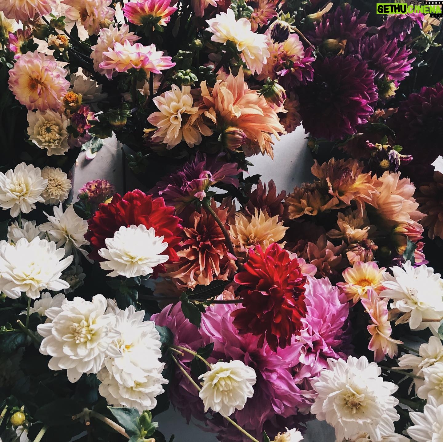 Nicole Gale Anderson - 1.4K Likes - My work station is lookin’ goooood. @inclayco #farmerflorist #seasonalflowers #slowflowermovement #supportyourlocalfarmer #knowyourfarmer #organicfarming #dahlia #dahliaseason